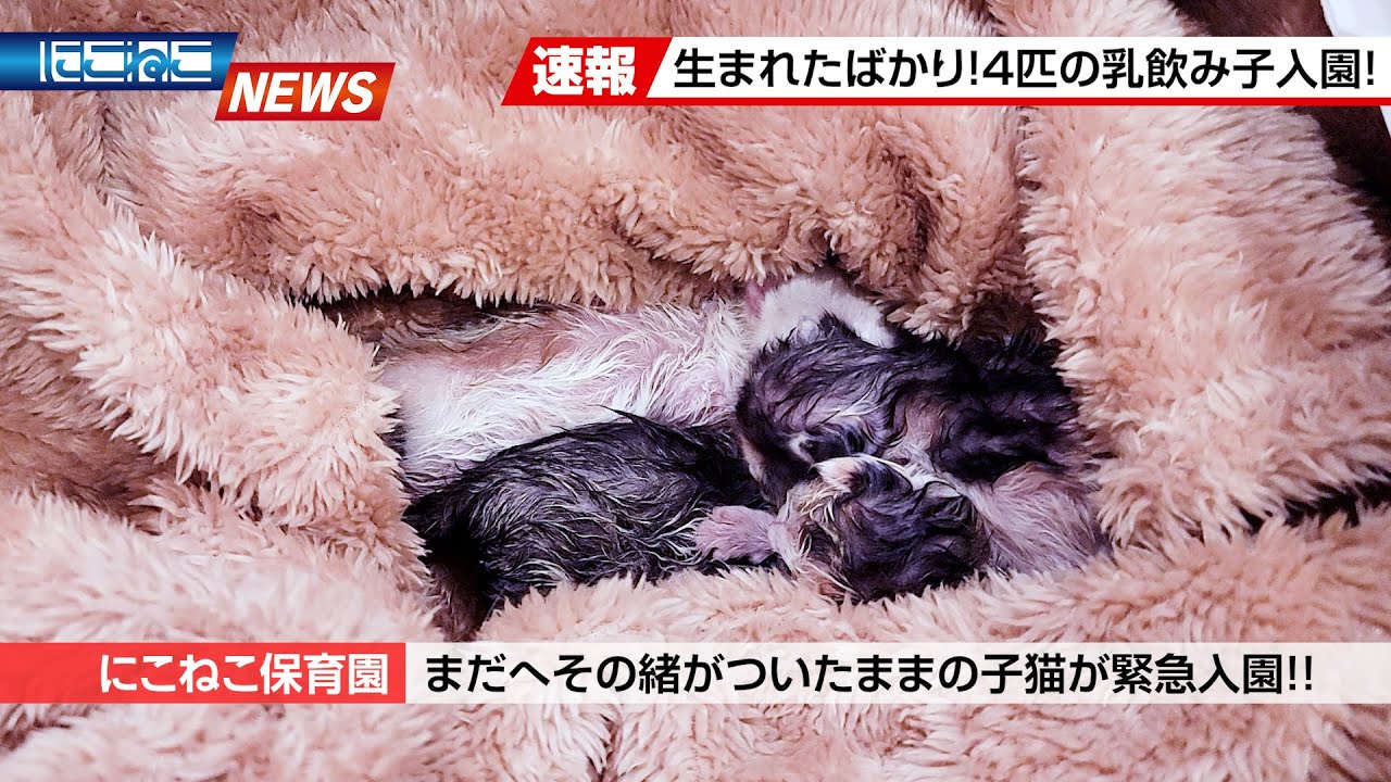 Nikoneko News] Four newborn babies have joined the nursery school