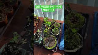 두분재#소재목#