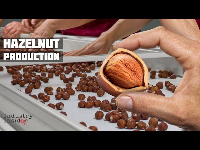 20,000 Tons Hazelnut Production Factory In Azerbaijan! One Of The Worlds Biggest class=