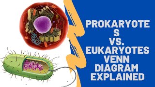 Prokaryote Vs Eukaryote Venn Diagram
