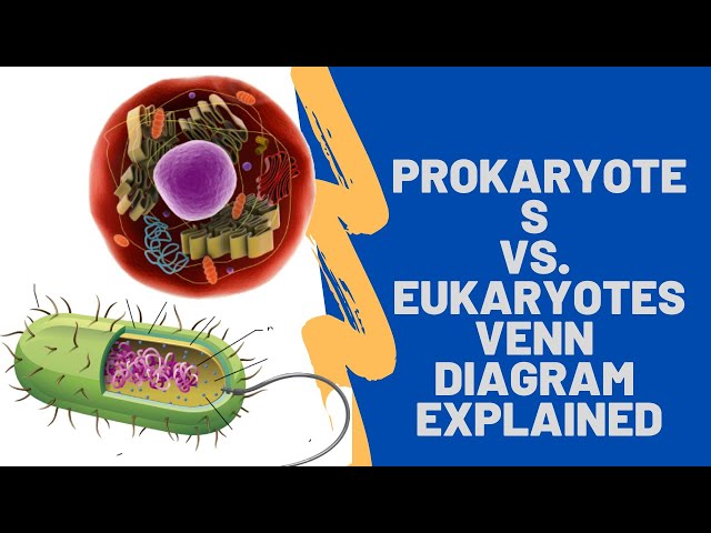 Eukaryotes And Prokaryotes Venn Diagram