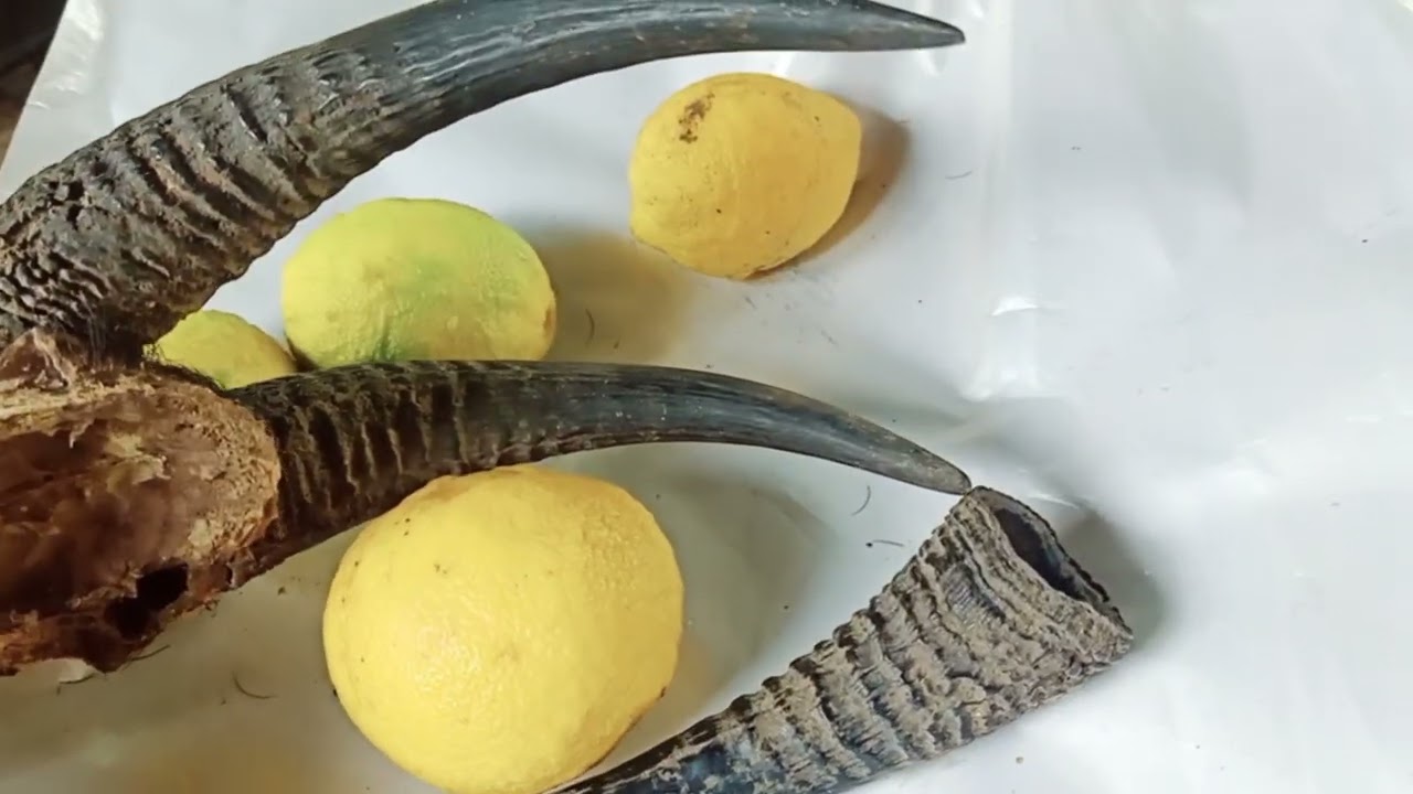 yav ntuj tom qab  channel .                  qhia tshuaj kho. raum tuag   yam zoo kawg 15/6/2022