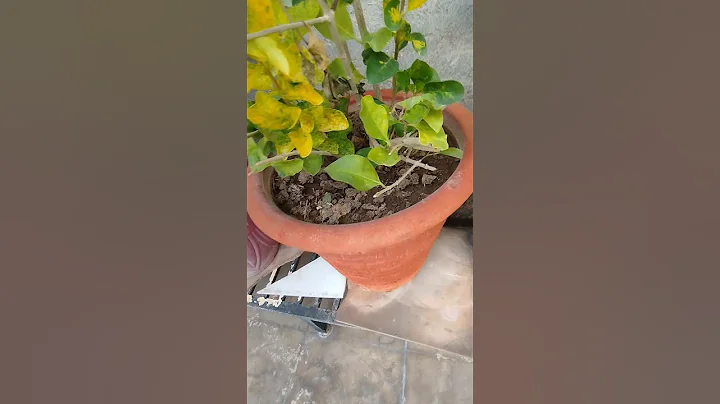 RARE HOUSEPLANT CARE | Secret Houseplant Care Tips From a Master Houseplant Grower #nursery#plants