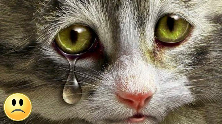 The cat wanted to sleep the last moments of his life, but did not have time!