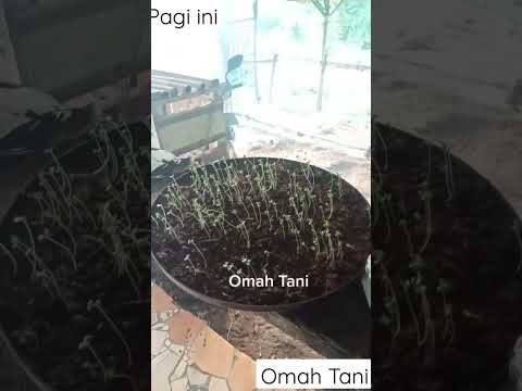 Pagi Omah Tani