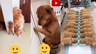 Dogs - Cute And Funny Dog Videos Compilation Aww Animals