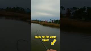 Red drum on! #fishing #fish #fishinglife #boating #boatwork #fishingvideo