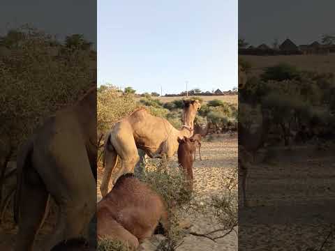 عندما يلتقي ذكر الجمل الكبير وأنثى الجمل في أرض مفتوحة