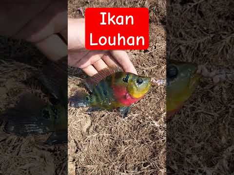Mancing Nila Dapat Ikan HOKI Warna Indah #trending #mancing #fishing #shorts #short #trending