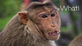 Observing Monkeys Observing Nature