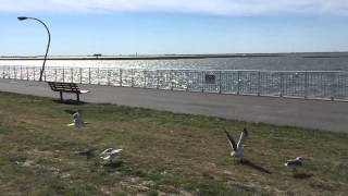 iPhone 6 Sample Video Footage 240FPS