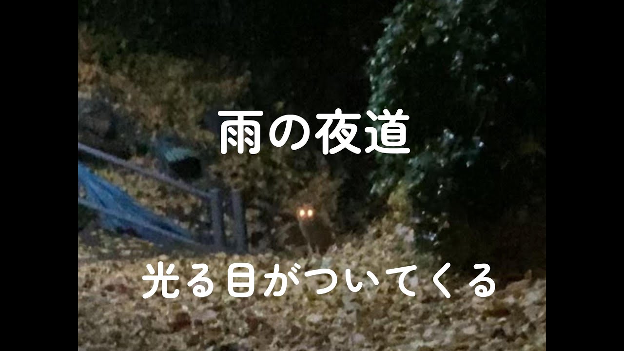 シャイな野良の子にただいま