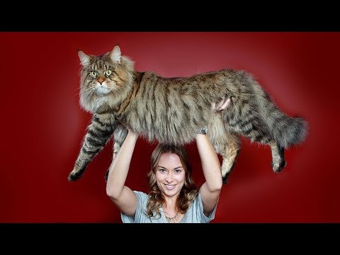 ТОП-10 самых больших пород кошек в мире