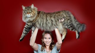ТОП-10 самых больших пород кошек в мире ТОП-10 самых больших пород кошек в мире