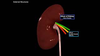 Kidneys Functions, Structures, Coverings, Nephron   Urinary System Anatomy