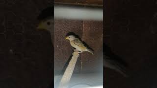 Red Billed Quelea Finch