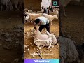 Sheep Spa Day! 🐑 Satisfying Shearing Experience