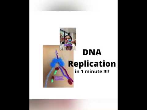 Video: Foregår DNA-replikasjon i interkinesis?