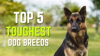 Top 5 Toughest Dog Breeds In The World | Which Have The Most Strength & Resilience? | Pet Insider