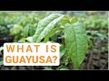 What is Guayusa?