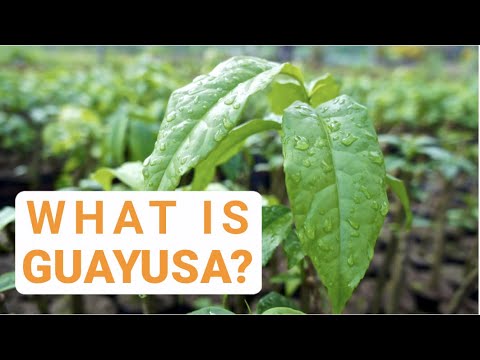 What is Guayusa?