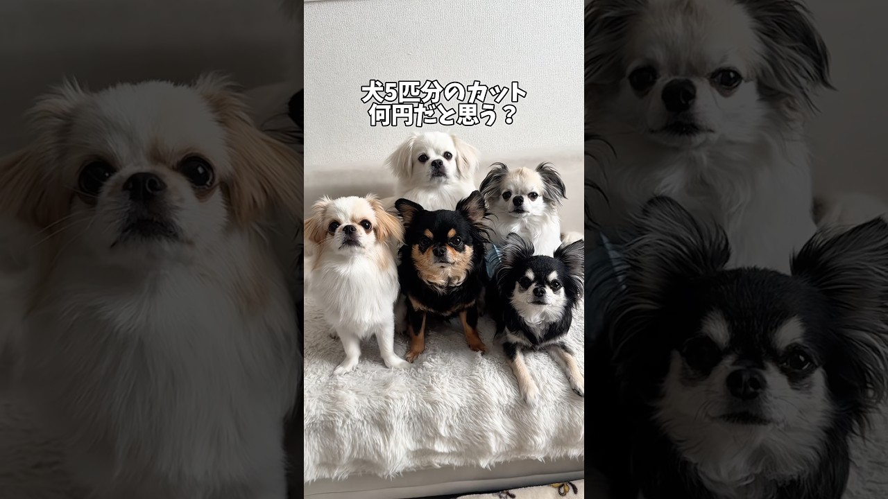 犬のカット代いくらですか？チワワ
