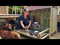 The girl happily welcomed four more puppies  making a new home for the dogs chc th minh  ep38