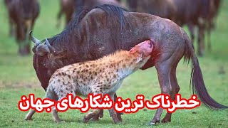 حیوانات وحشی که طعمه خود را بطور وحشتناکی پاره پاره میکند وحشت زده میشوید