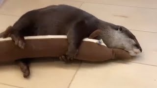 日常のカワウソの可愛かった所だけ切り抜いてみた！７ I clipped out only the parts where the everyday otter was cute! ７