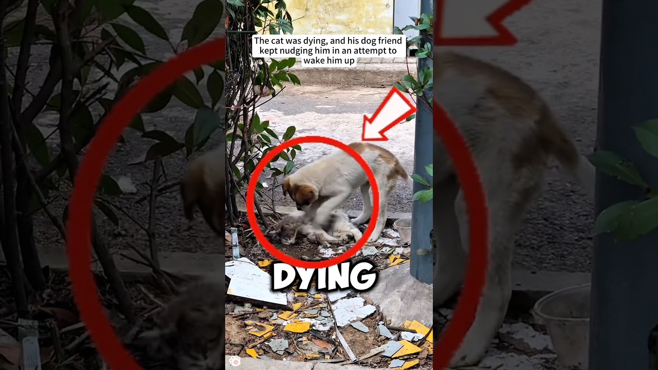 This Dog Refused to Leave His Best Friend as He Was Dying