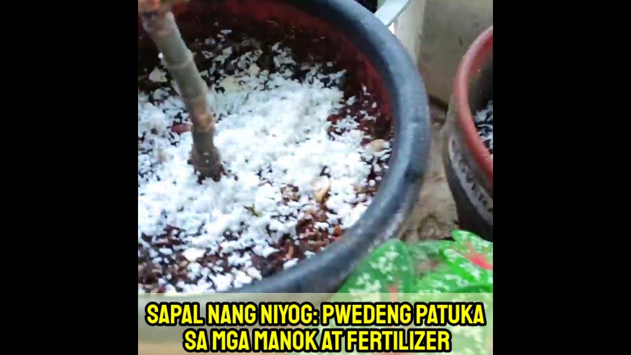 Sapal ng niyog pwedeng ipatuka sa manok - YouTube