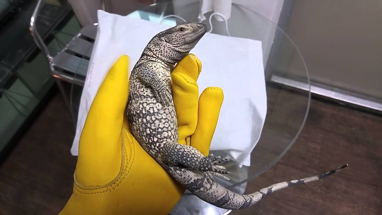 Whitethroated Monitor YouTube