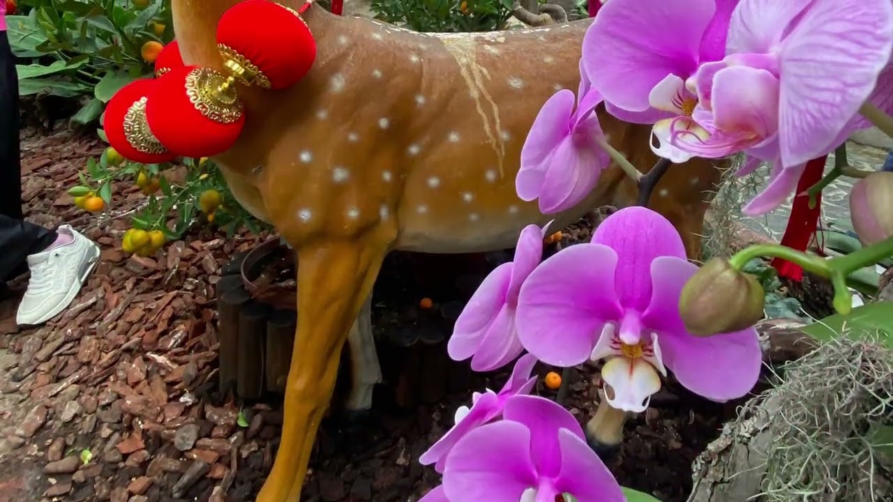 2026 士林官邸鬱金香&蝴蝶蘭展（2）