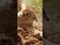 amazing#wildlife@wildanimal
