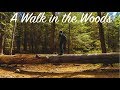 A Walk in the Woods