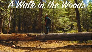 A Walk in the Woods