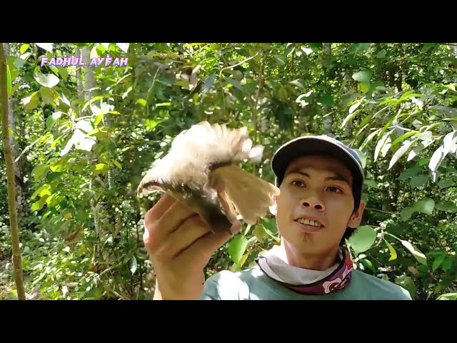 Pikat burung kapas tembak menggunakan MP3 dan trik paling jitu class=