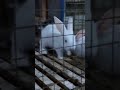 animals market at jeddah