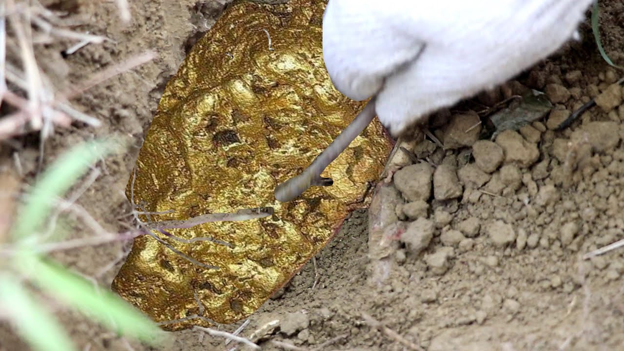 Metal detector/Treasure hunt records in the wild, big gold nugget ...