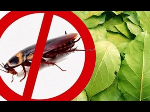 فيديو: ما هو البورق من الصراصير؟