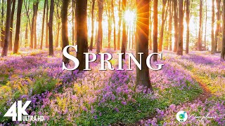 Весна 4K - Удивительные цвета весны 4K Nature Relaxation Film