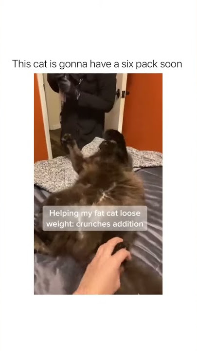 Sit up Exercise for Fat Cat!!