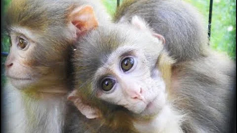 ¿Hay monos con síndrome de Down?