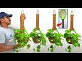 Hanging Money Plants Make Your Home /Plastic Recycling Ideas / Idea to growing money plant at home