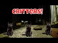 Live Critter Cam Monday! 😻🦊🦌🦝👻