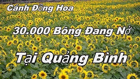 Thăm Cánh Đồng Hoa  Hướng Dương 30 000 Bông Đang Nở Tại Quảng Bình