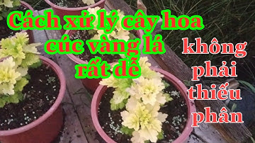 Cách xử lý cây hoa cúc bị vàng lá