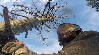 Climbing Dead Trees
