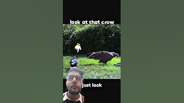 Reaction video on bird’s #birds