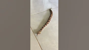 Snake Moving In Straight Line Shorts 